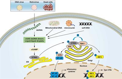 The cGAS-STING Pathway: Novel Perspectives in Liver Diseases